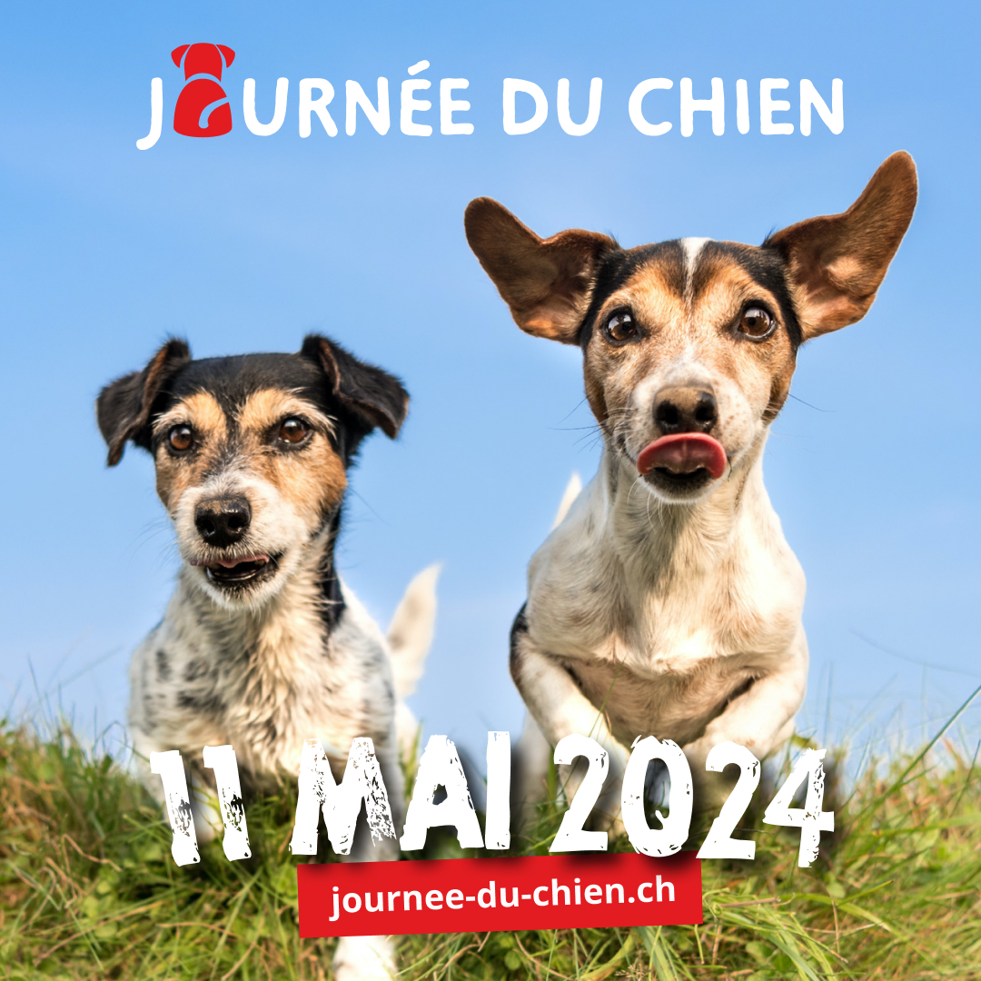 Une journée aussi variée que nos amis à quatre pattes: plaisir et suspense lors de la Journée du chien