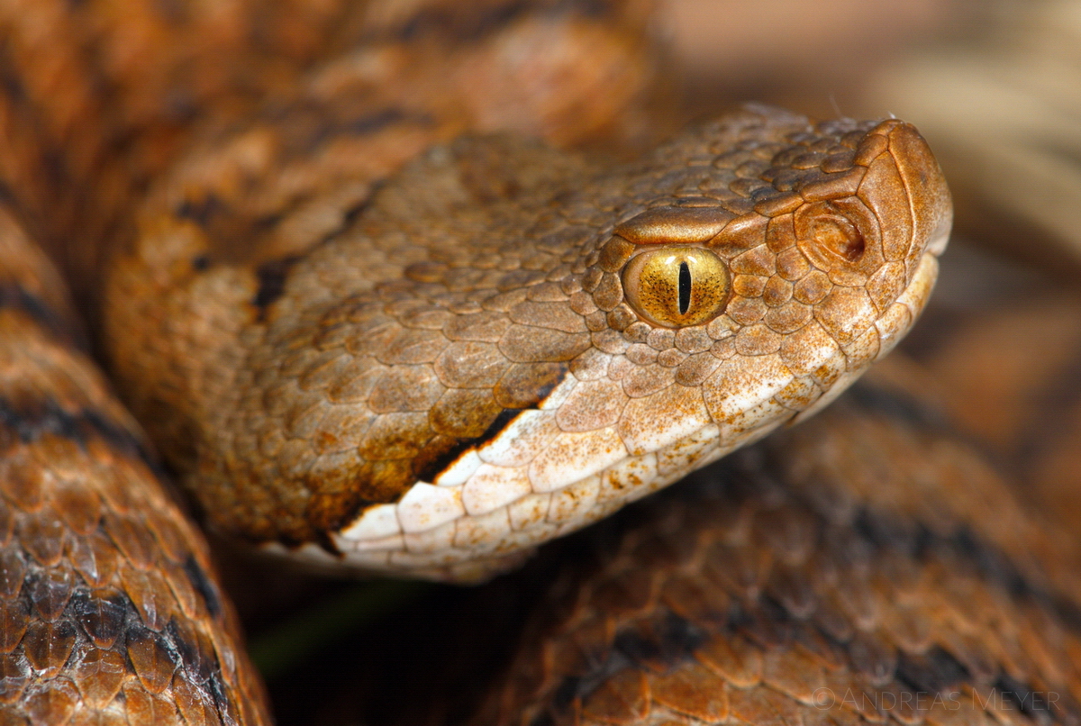 Fiche d’information sur les chiens et les serpents venimeux indigènes