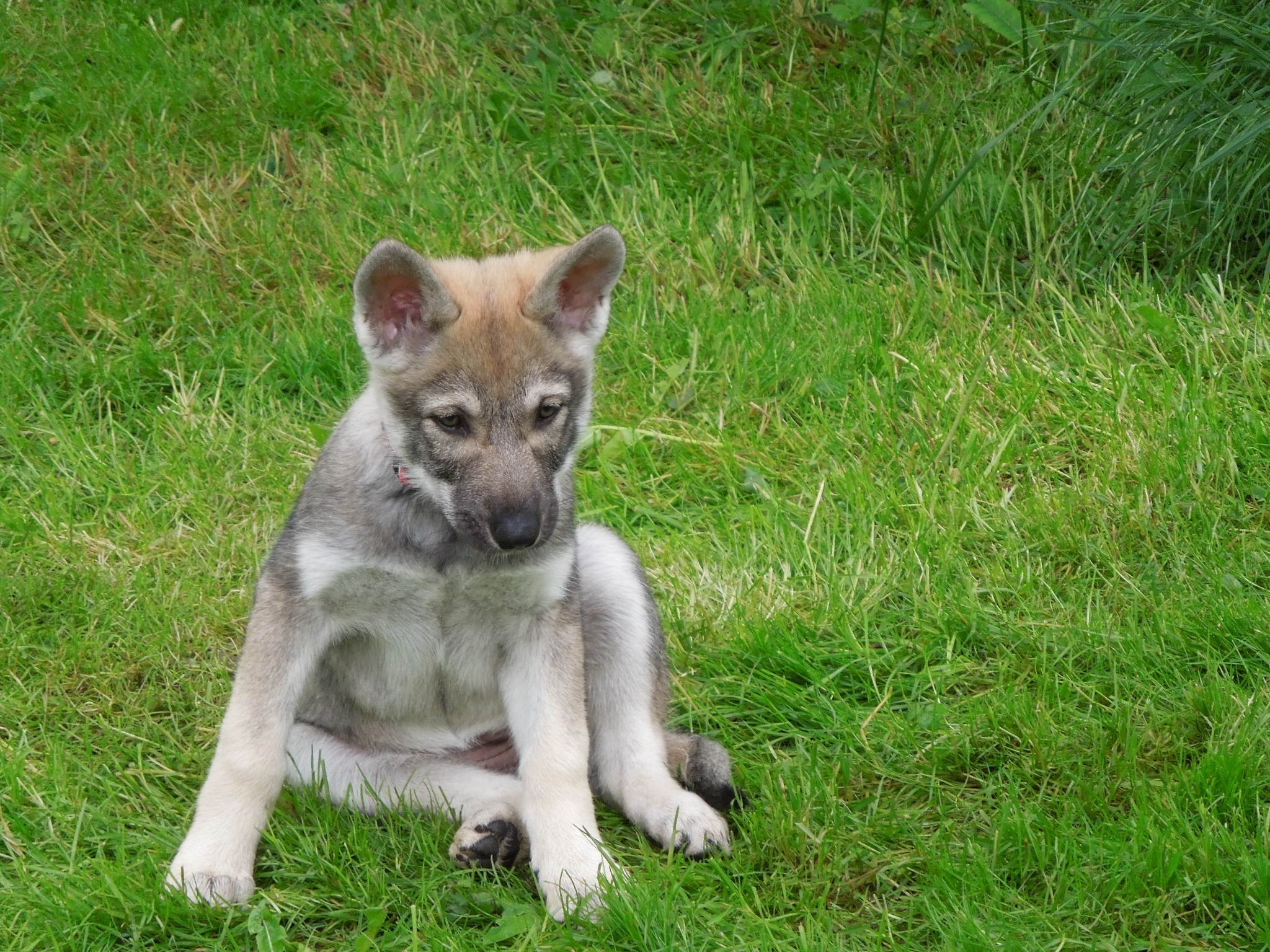 WOLFDOG ASSOCIATION / Quo vadis Rassehund?